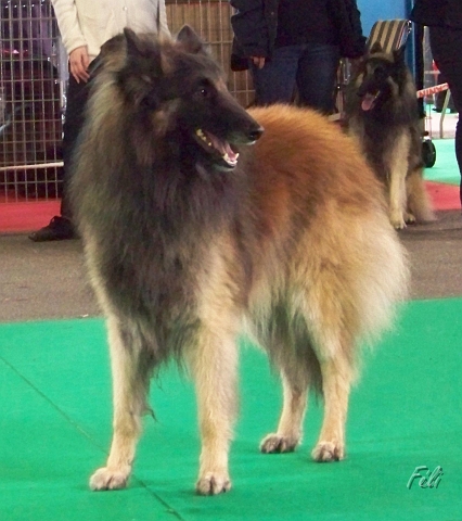 n°83 Corane du parc d'eden 5328.JPG